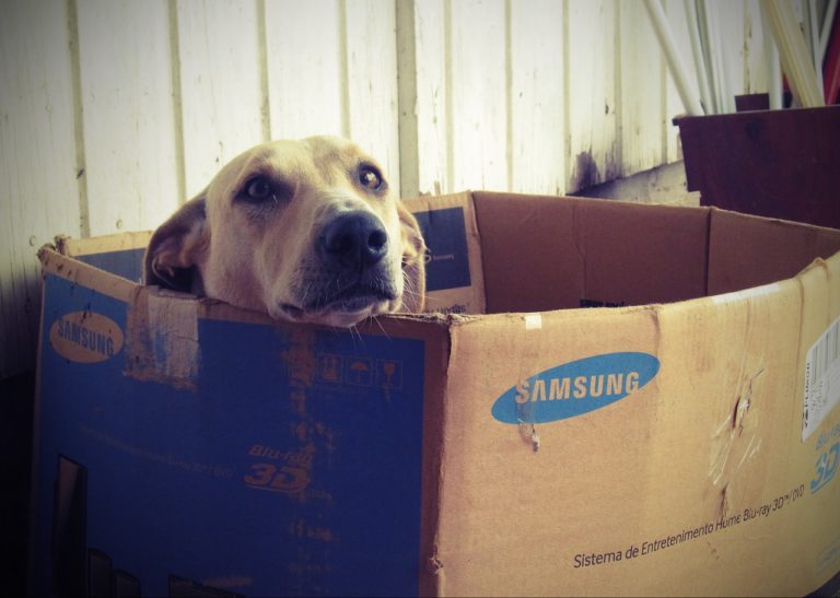 8 Ways to Play with a Cardboard Box